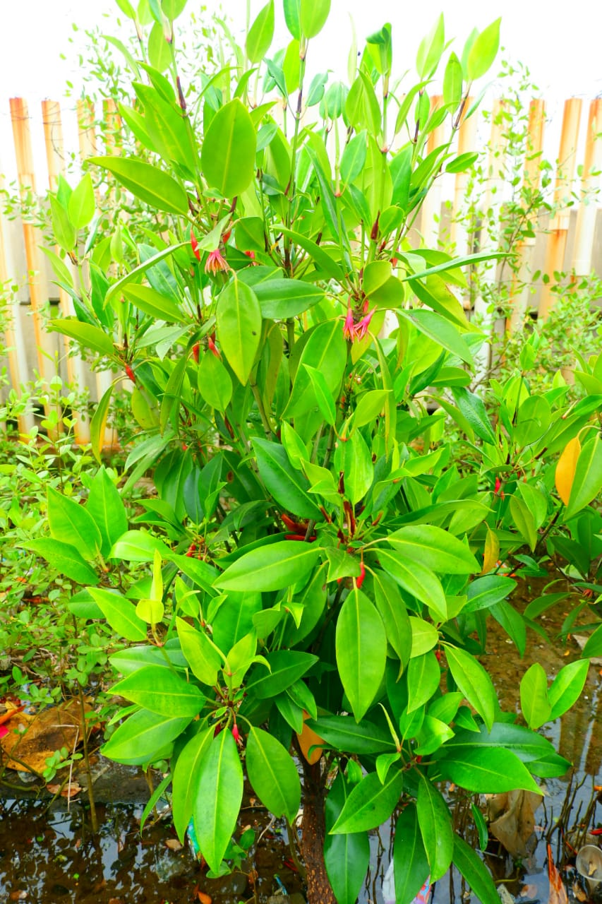 Bruguiera gymnorrhiza
