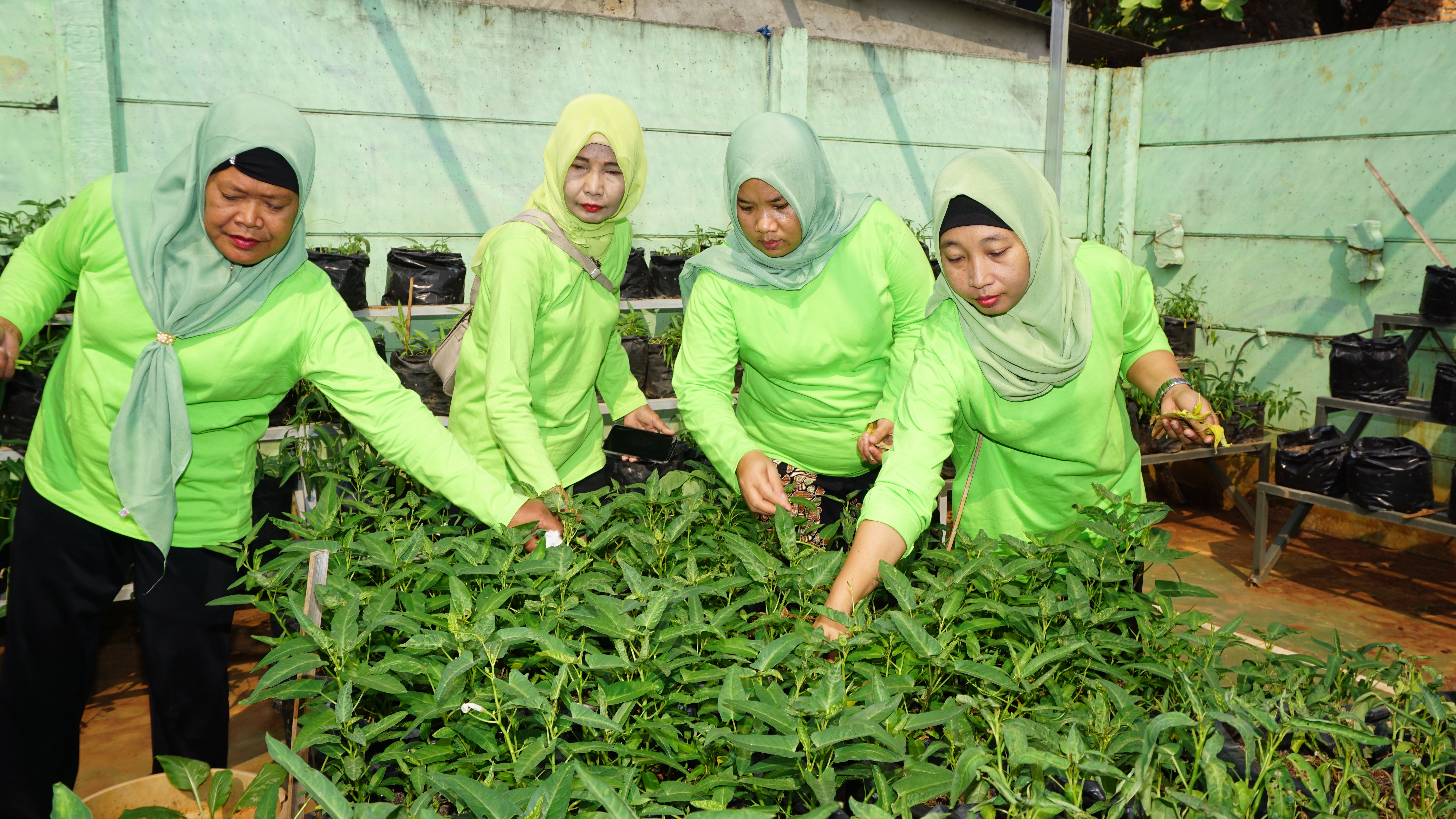 Urban farming di Taman Hati Sunter
