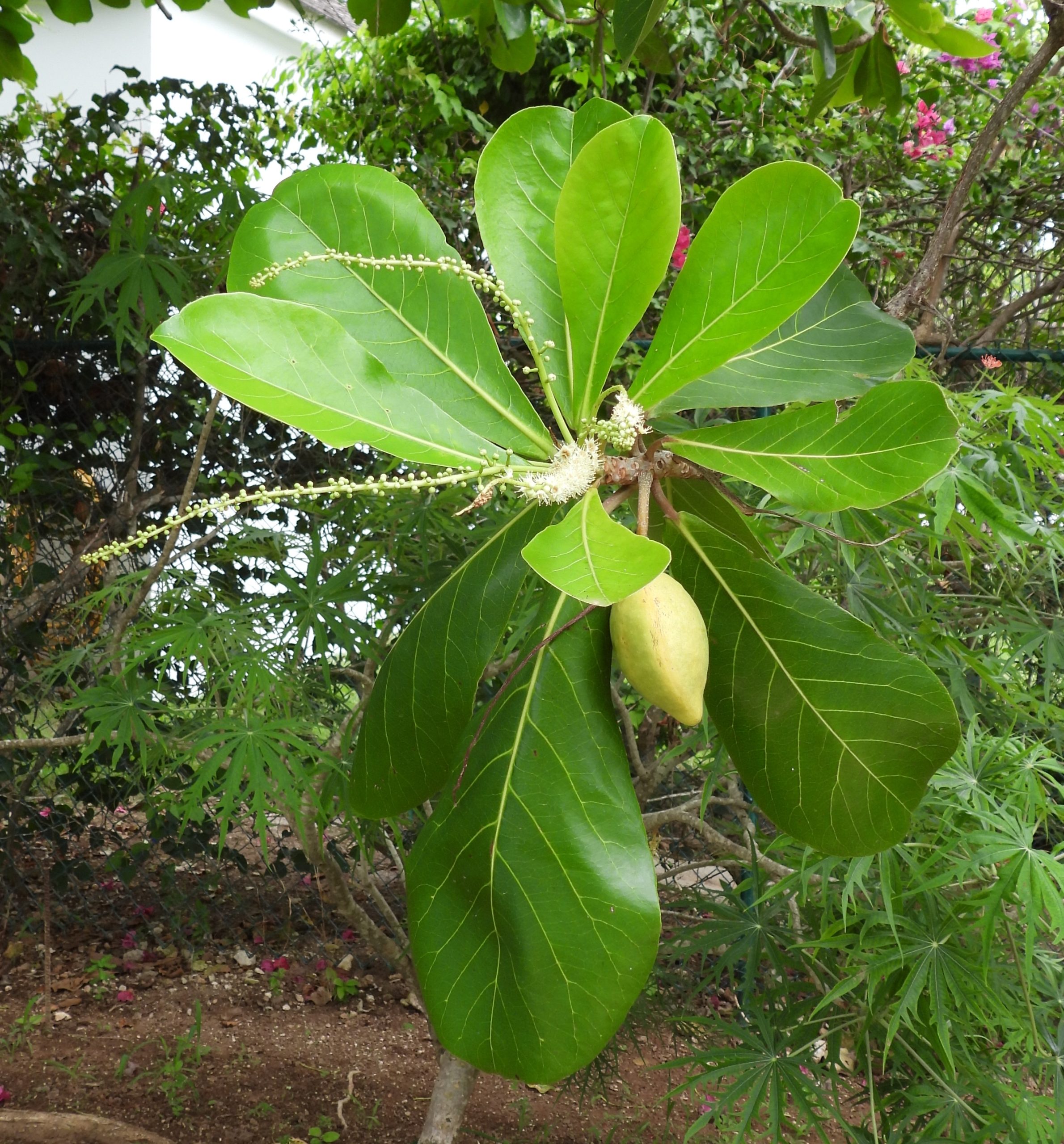 Terminalia catappa
